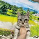 カオマニー×アメリカンカール【石川県・女の子・2022年5月20日・シルバータビー】の写真1「2022/9/9」