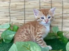 アメリカンカール×ベンガル【石川県・男の子・2021年7月3日・レッドスポッテットタビー】の写真2「2021.8.11」