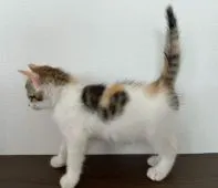 スコティッシュフォールド(立ち耳)【石川県・女の子・2021年3月27日・キャリコ】の写真3「2021.6.2」