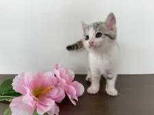 ジェネッタ【石川県・女の子・2021年2月18日・シルバーパッチドスポッデッドタビー&ホワイト】の写真3「2021.3.29」