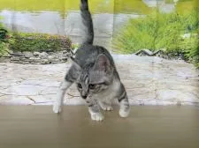 カオマニー×アメリカンカール【石川県・女の子・2022年5月20日・シルバータビー】の写真3「2022/9/9」