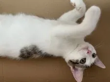 スコティッシュフォールド(立ち耳)【石川県・女の子・2021年3月27日・キャリコ】の写真4「2021.7.16」