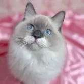 ラグドール【石川県・男の子・2025年4月18日・ブルーポイントミテッド】の写真13
