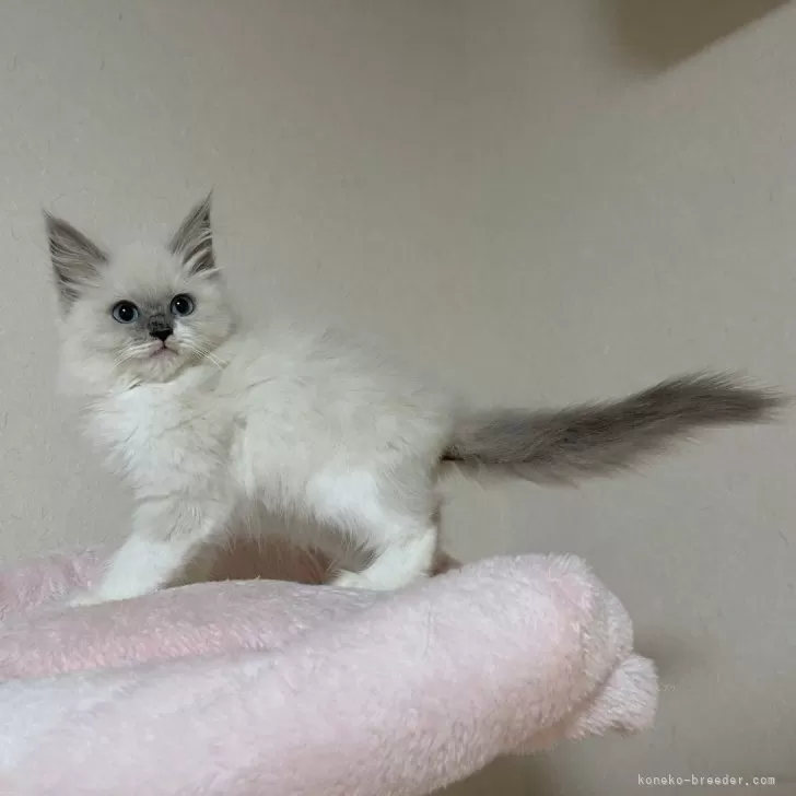 ID：2501-02401の子猫