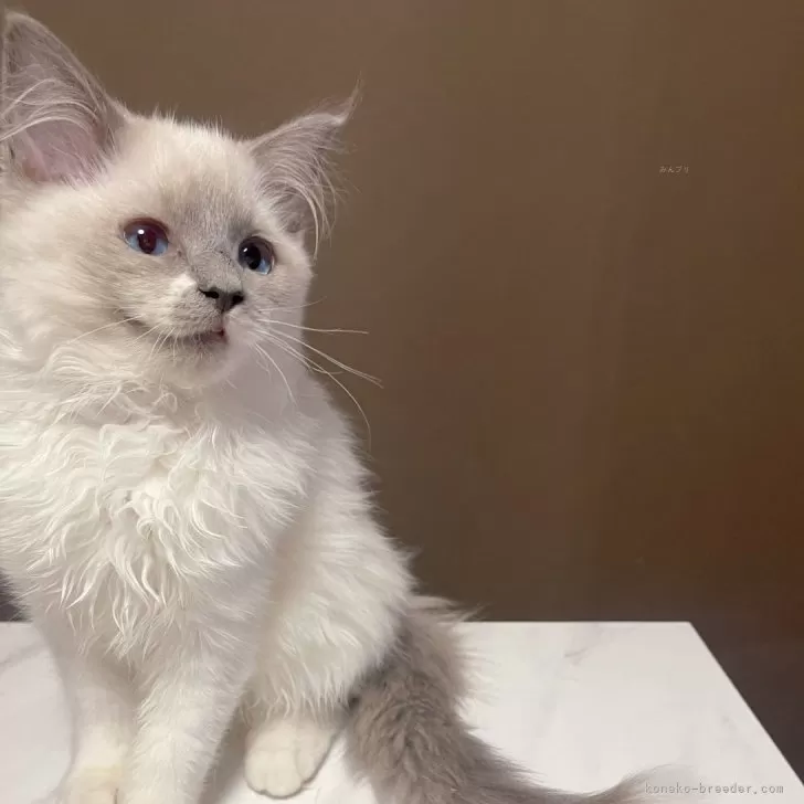 R.I 様のお迎えした子猫
