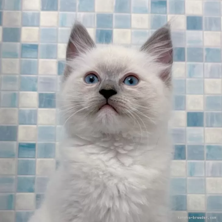 tokky 様のお迎えした子猫