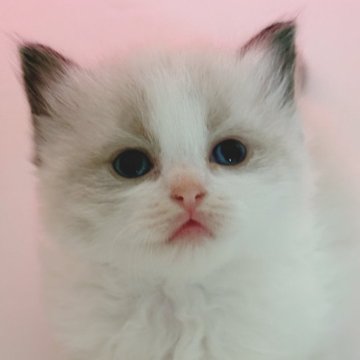 ラグドール【石川県・女の子・2025年10月5日・シールポイントバイカラー】の写真「パパはCFA外産直子👑 耳が小さく丸顔で可愛い」