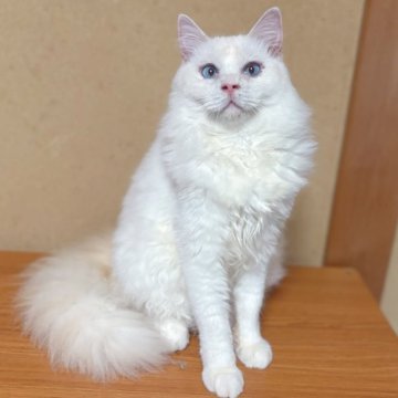 ラグドール【石川県・男の子・2024年11月6日・レッドポイント】の写真「ふわふわなレッドカラー❣️去勢済み⚽️」