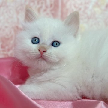 ラグドール【石川県・男の子・2025年10月5日・シールポイントバイカラー】の写真「パパはCFA外産直子👑 耳が小さく丸顔で可愛い」