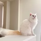 ラグドール【石川県・男の子・2024年11月6日・レッドポイント】の写真5