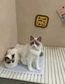 ラグドール【石川県・男の子・2024年4月27日・ブルーポイントバイカラー】の写真6「右です。定期的にシャンプーをしています🛁」