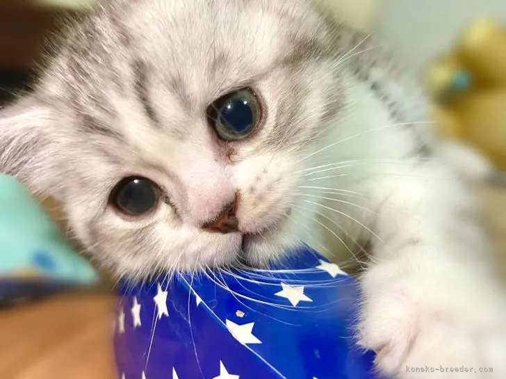 ID:2107-00308の子猫