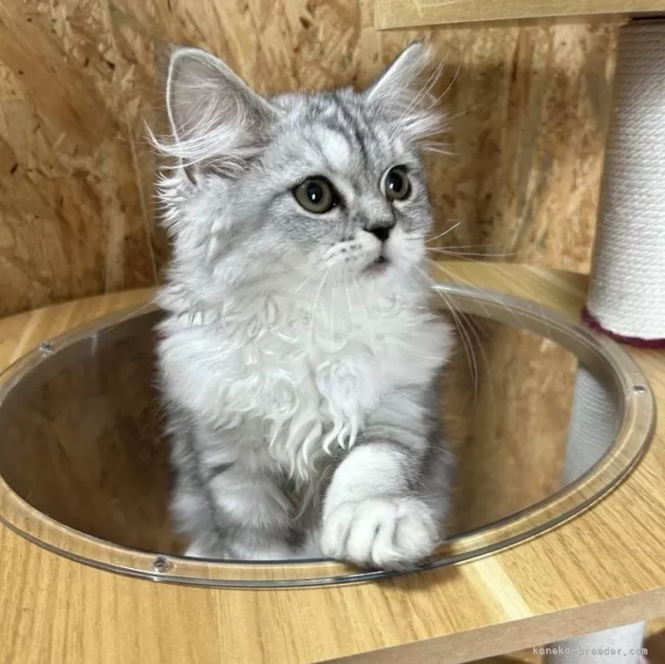 さくらこ 様のお迎えした子猫