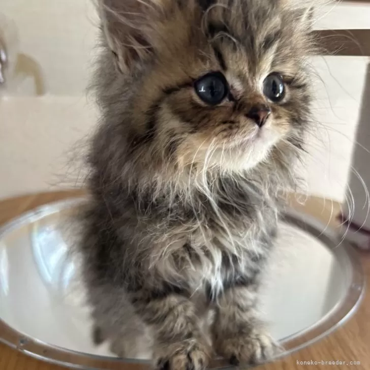 ID：2410-02133の子猫