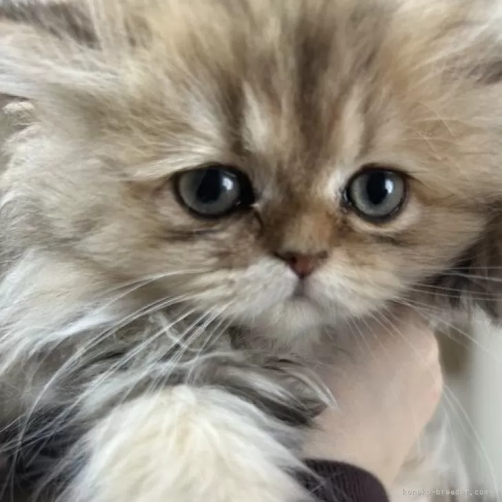 ID：2311-00993の子猫