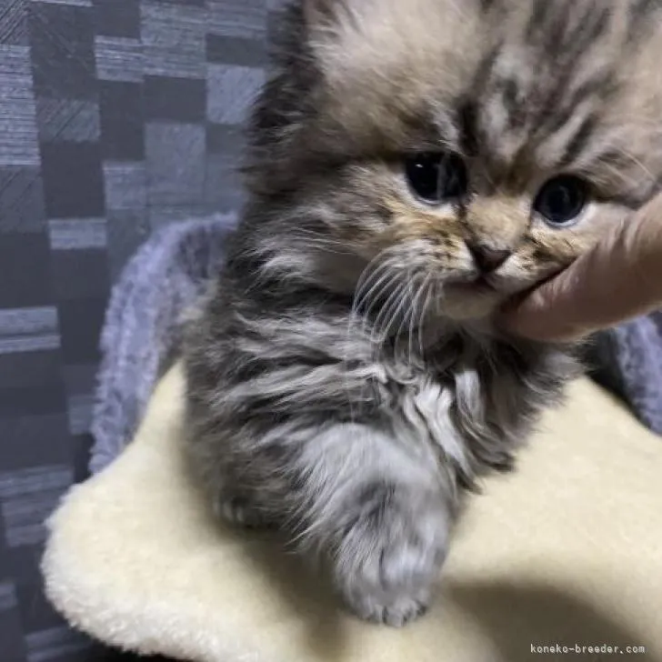 ID:2301-01396の子猫