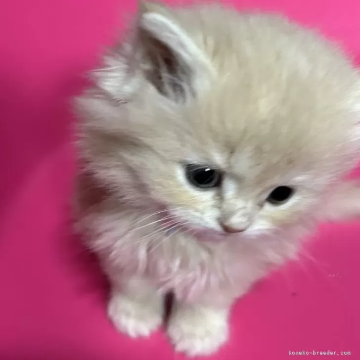 ID：2402-02464の子猫