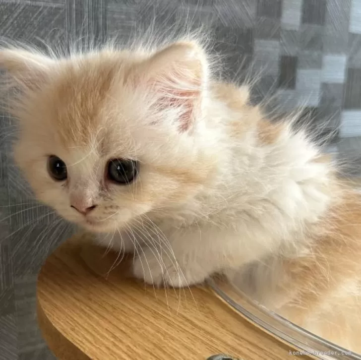 ID:2410-03181の子猫