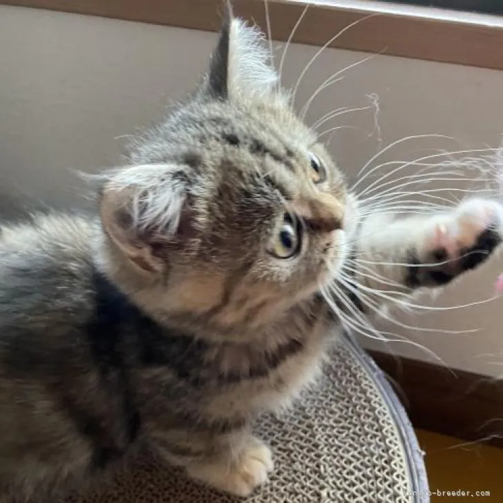 ID：2211-01636の子猫