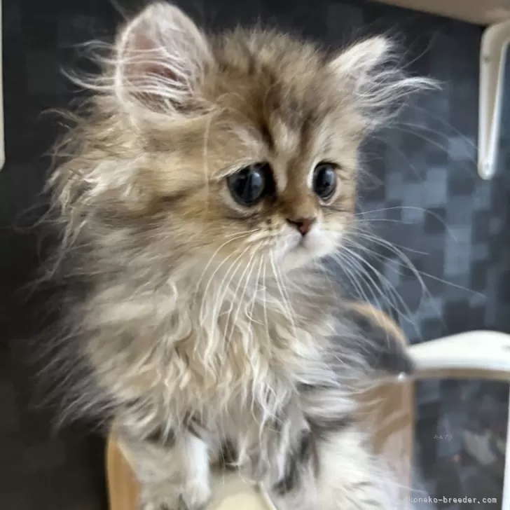 この 様のお迎えした子猫