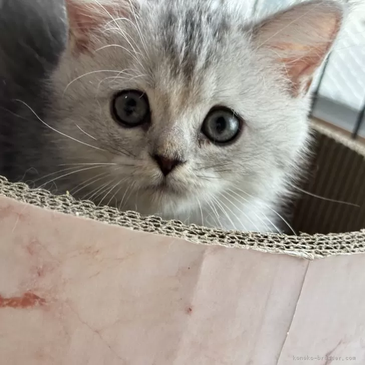 ID：2408-02919の子猫