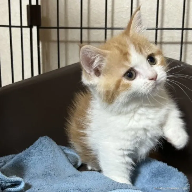 ID：2311-00803の子猫