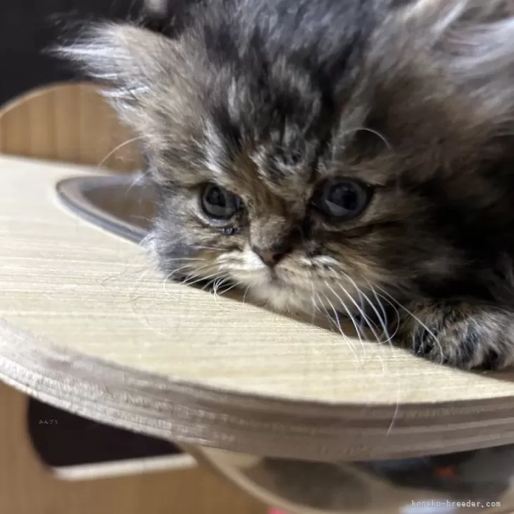 ID:2405-00707の子猫