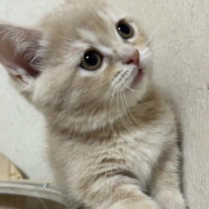 ID：2304-01472の子猫