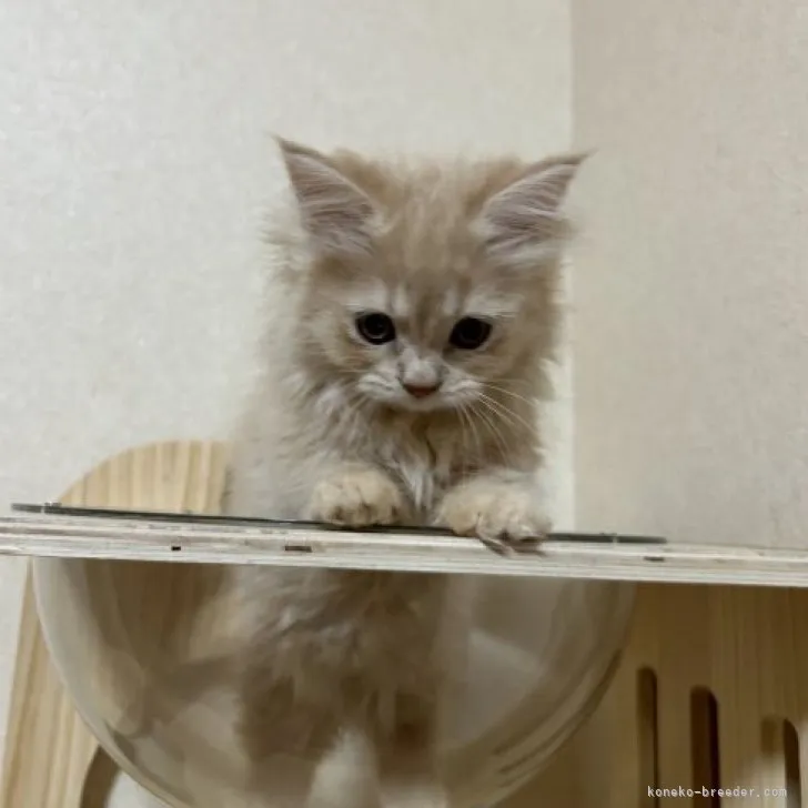 TM 様のお迎えした子猫