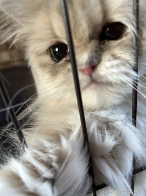 ペルシャ【・女の子・2022年6月22日・ブルーチンチラゴールデン】