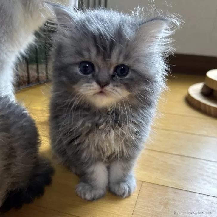 ID:2405-03557の子猫