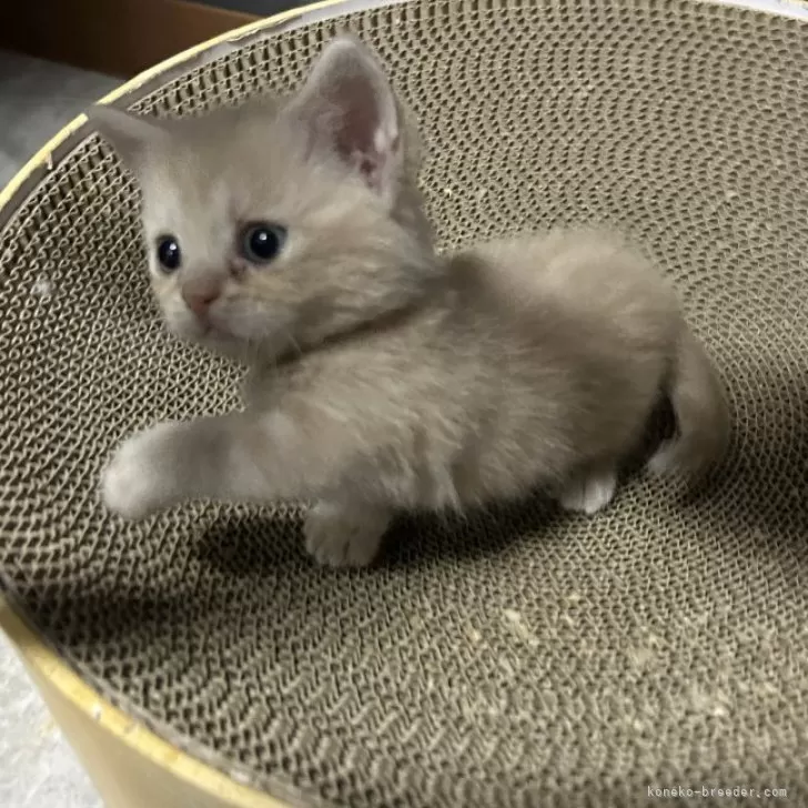 ID:2407-01250の子猫