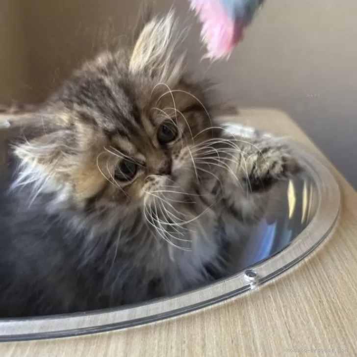 ID:2410-02134の子猫