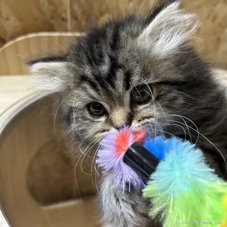 ID：2401-01153の子猫