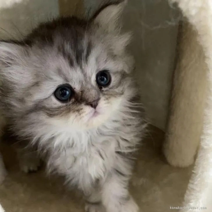 ID：2211-01635の子猫