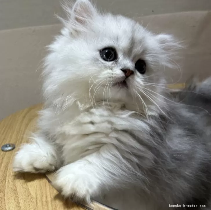ID:2410-01301の子猫