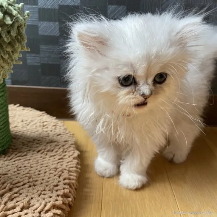 ID：2304-00080の子猫
