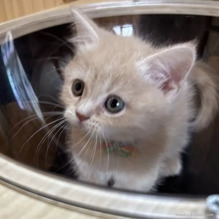 ID:2407-01248の子猫