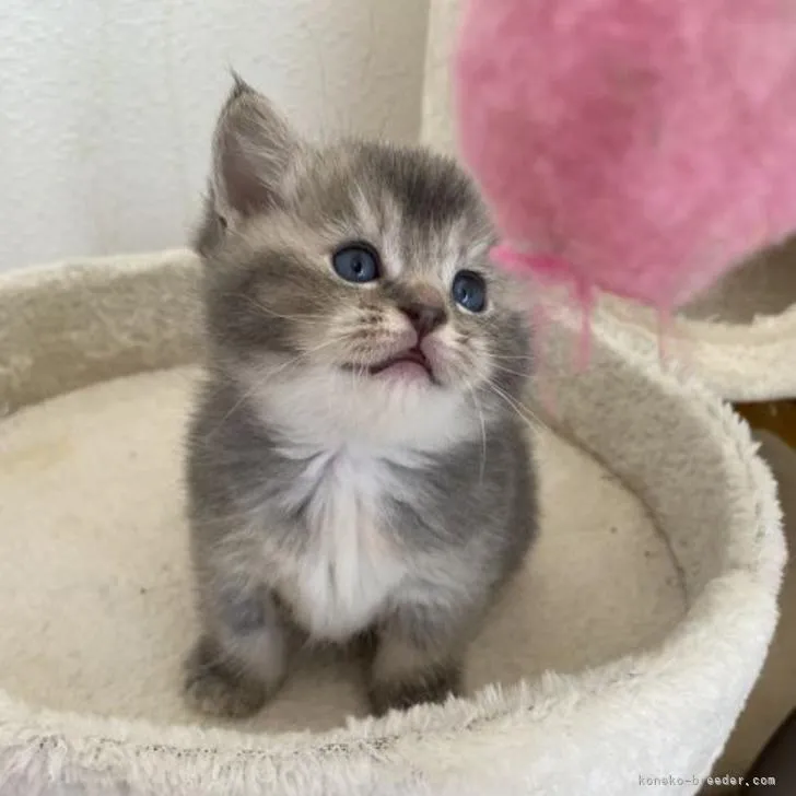 ID：2212-01273の子猫