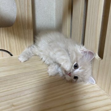 マンチカン(長足)【兵庫県・男の子・2023年3月5日・クリームタビー】の写真「人気のクリーム甘えん坊の男の子。両親PKDクリア。」