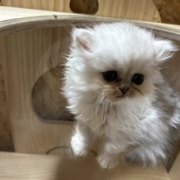 ペルシャ【兵庫県・女の子・2023年5月20日・チンチラシルバー】の写真「小さくパワフルな甘えん坊のイケメン君。」