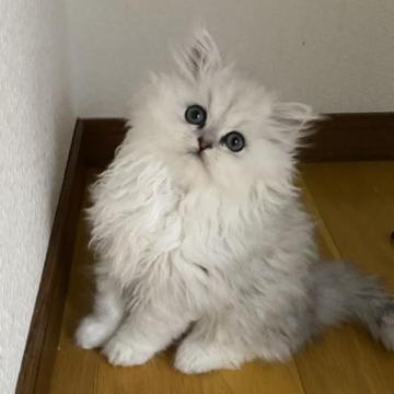 ペルシャ【兵庫県・男の子・2022年12月12日・チンチラシルバー】の写真「猫の日にちなんで今月いっぱい再値下げ致しました。」