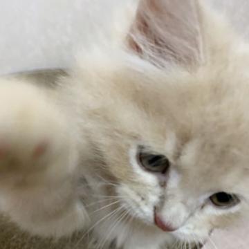 マンチカン(長足)【兵庫県・男の子・2022年7月10日・クリームタビー】の写真「両親PKDクリアのクリームの中足の男の子です。」