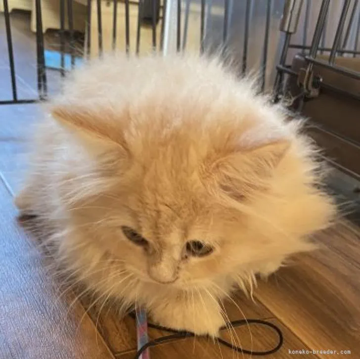 ID：2208-01425の子猫