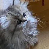 ペルシャ【兵庫県・女の子・2022年12月12日・チンチラゴールデン】の写真5