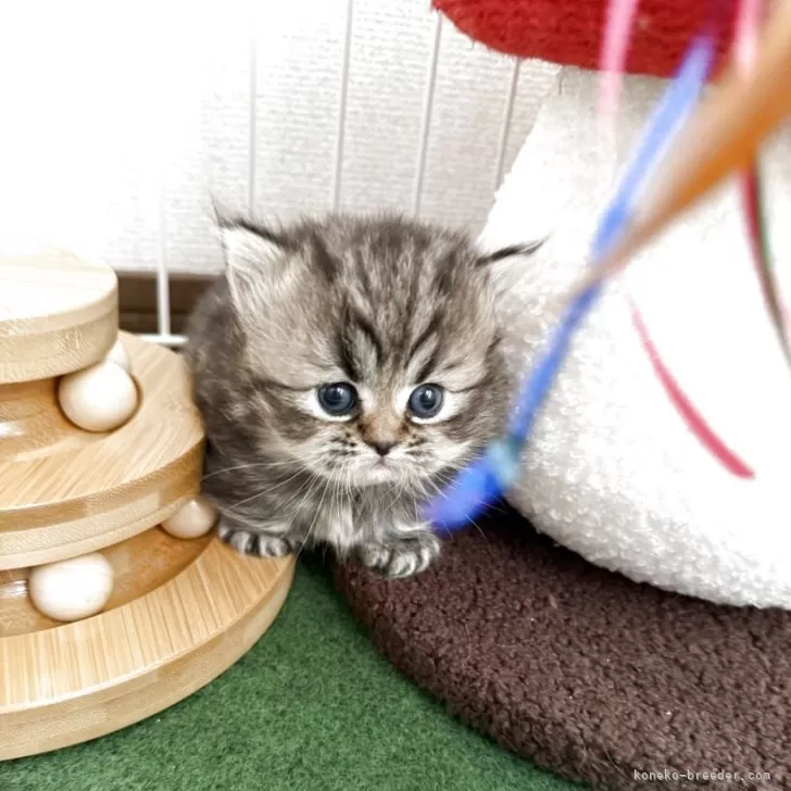 ミヌエット(短足)【兵庫県・女の子・2025年10月26日・シェーテッドゴールデン】の写真1