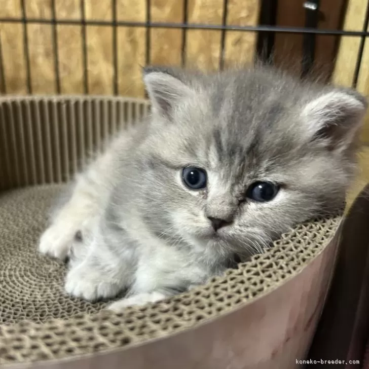 ID：2503-00204の子猫