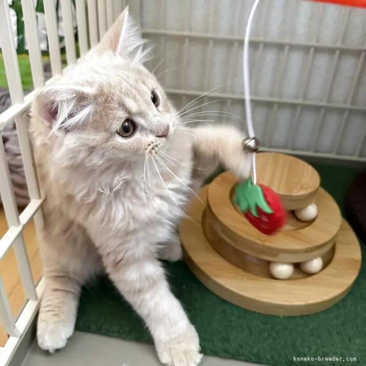 ID：2508-02439の子猫