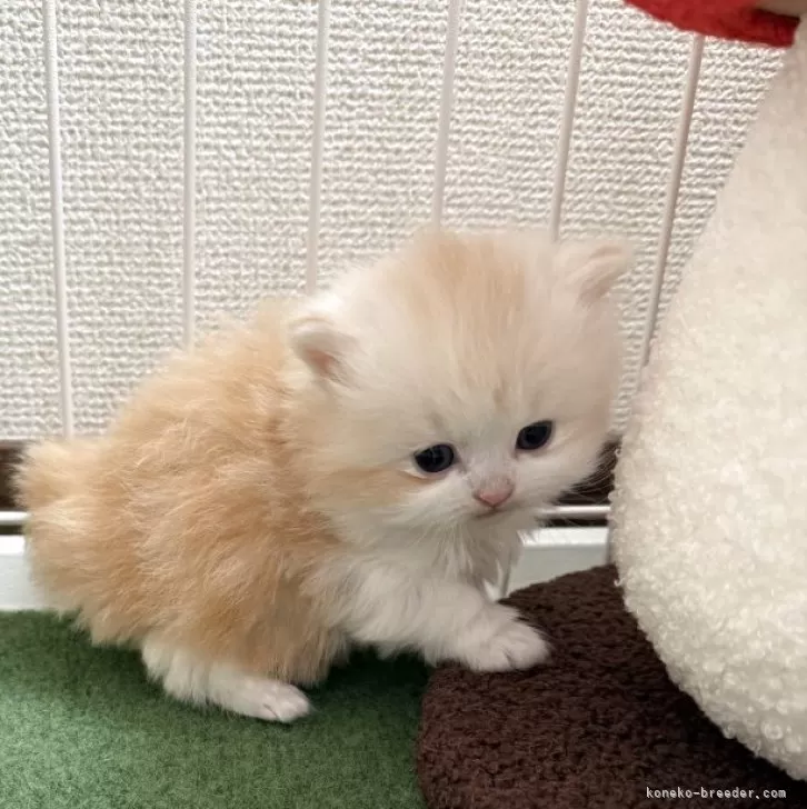 マンチカン(長足)【兵庫県・女の子・2025年12月31日・カメオ&amp;ホワイト】の写真1