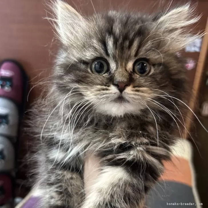 あお 様のお迎えした子猫